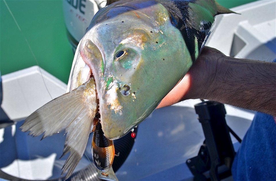 Lahontan cutthroat trout