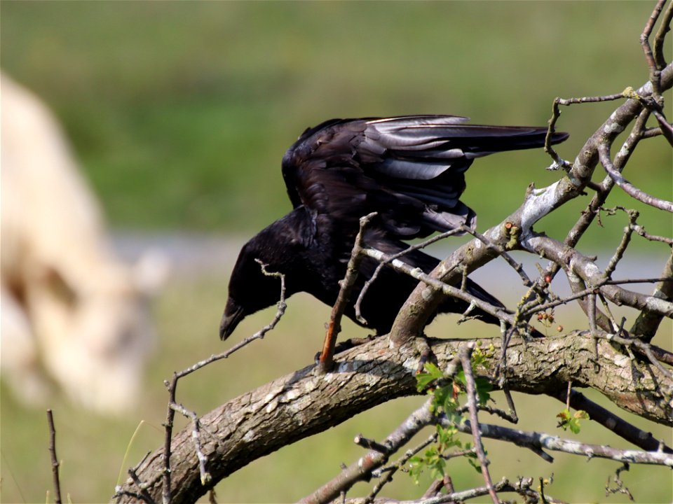 Carrion Crow Taking Off