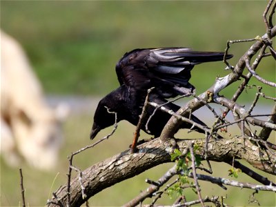 Carrion Crow Taking Off photo