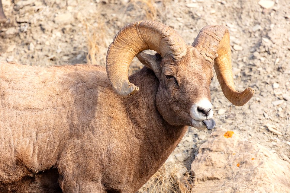 Bighorn ram licking lips