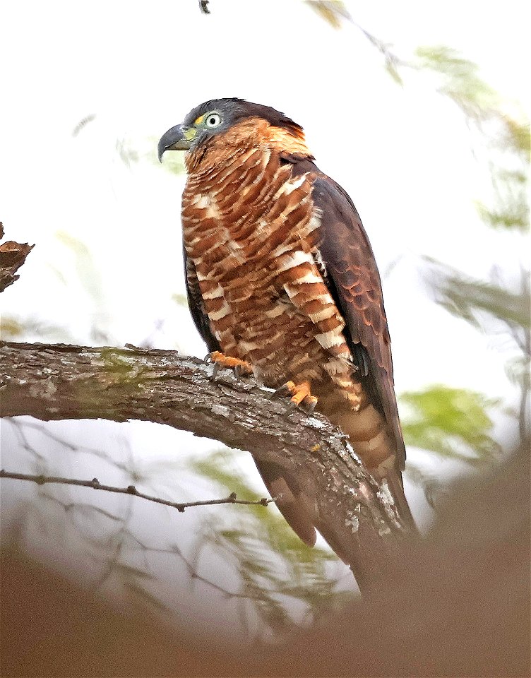 206 - HOOK-BILLED KITE (02-02-2023) bentsen rio grande state park, palmview, hidalgo co, tx -08