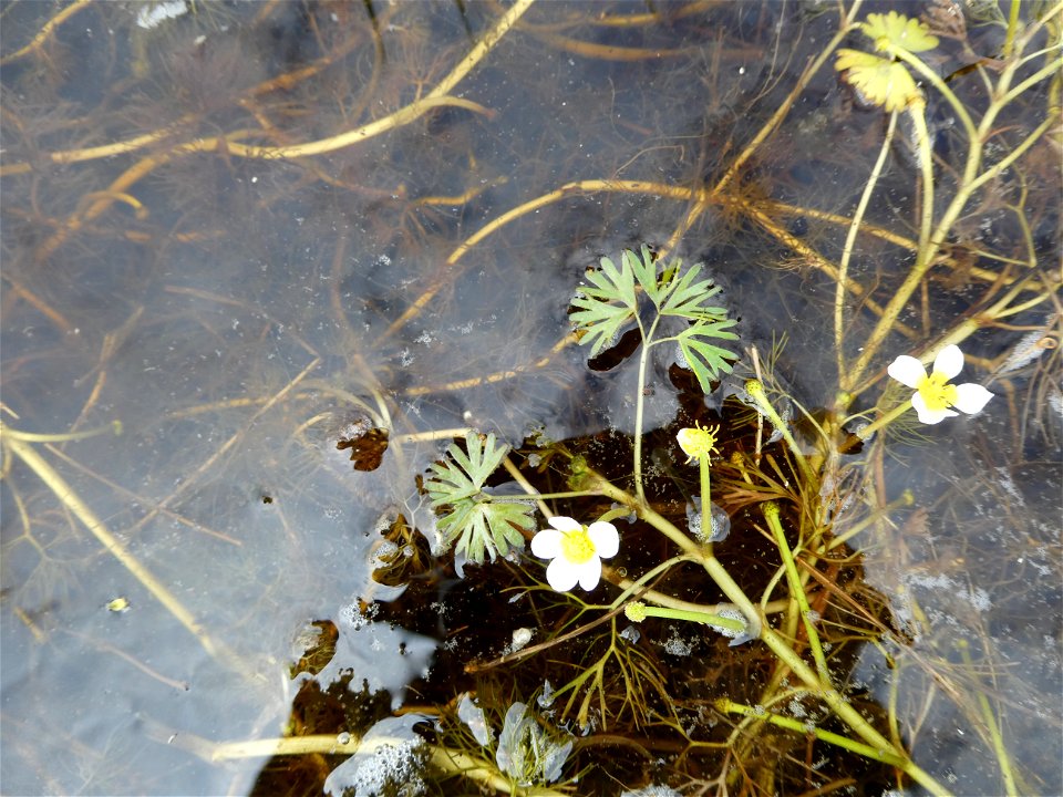 Ranunculus peltatus subsp. baudotii (Godr.) Meikle ex C.D.K.Cook, 1984