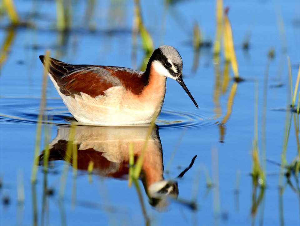 Wilson's phalarope at Seedskadee National Wildlife Refuge