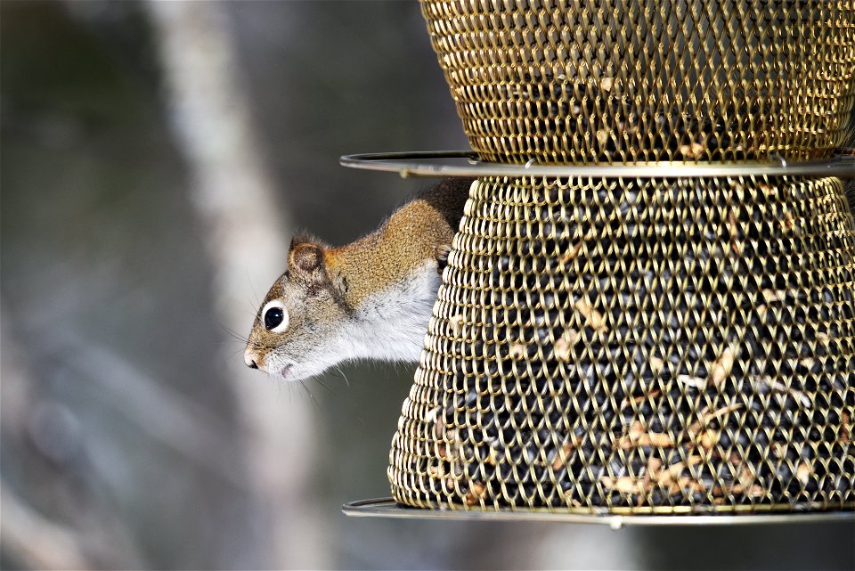 Red squirrel on a bird feeder