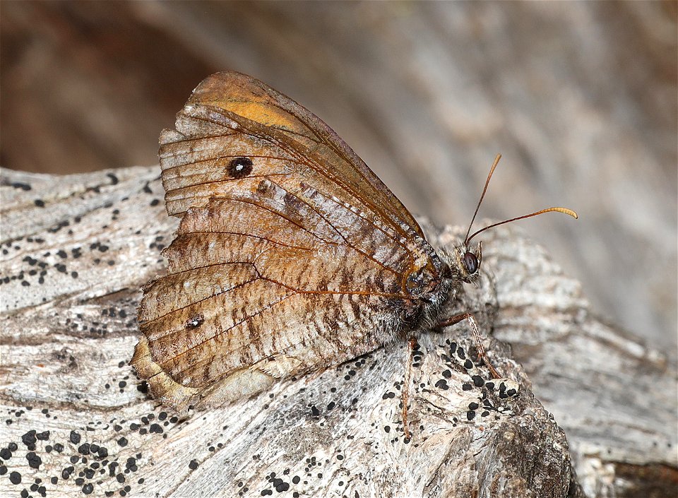 ARCTIC, GREAT (Oenies nevadensis) (09-02-2022) about 5900 ft, table mt, jackson co, or -01