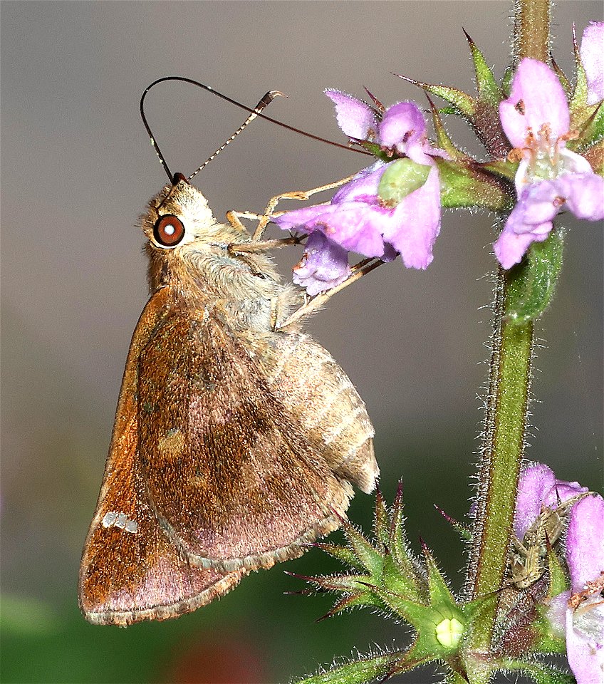 SKIPPER, OCHRACEOUS (Lerema ochrius) (02-27-2023) national butterfly center, palmview, hidalgo co, tx -02