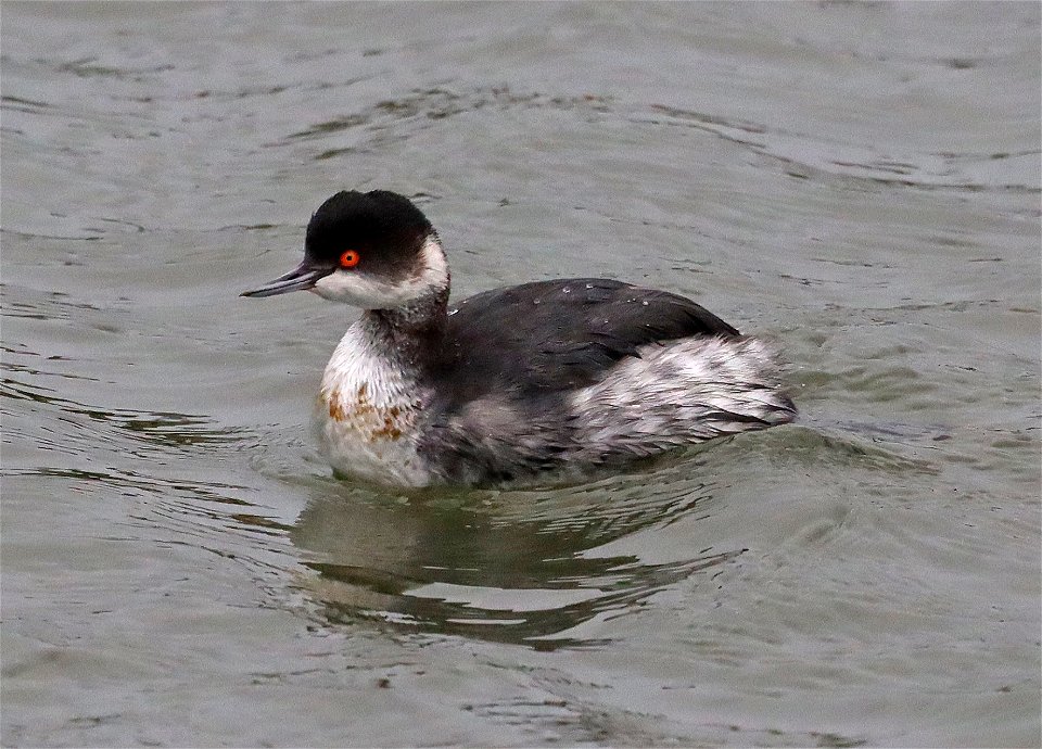 099 - EARED GREBE (10-24-2021) adult basic, crescent city harbor, del norte co, ca -02