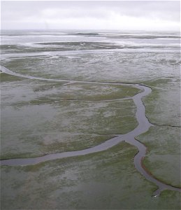 Channels in eelgrass beds photo