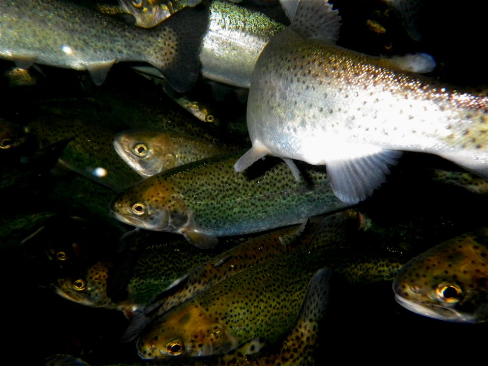 Rainbow Trout photo