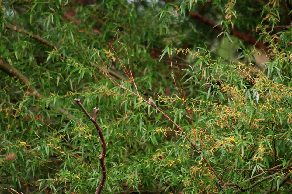 Ruby-Throated Hummingbird Karl E. Mundt National Wildlife Refuge South Dakota