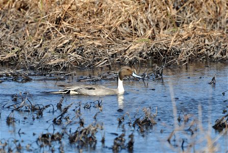 Northern pintail male photo