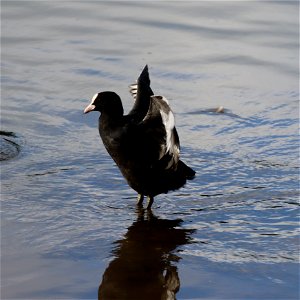 Coot for Wing Wednesday photo