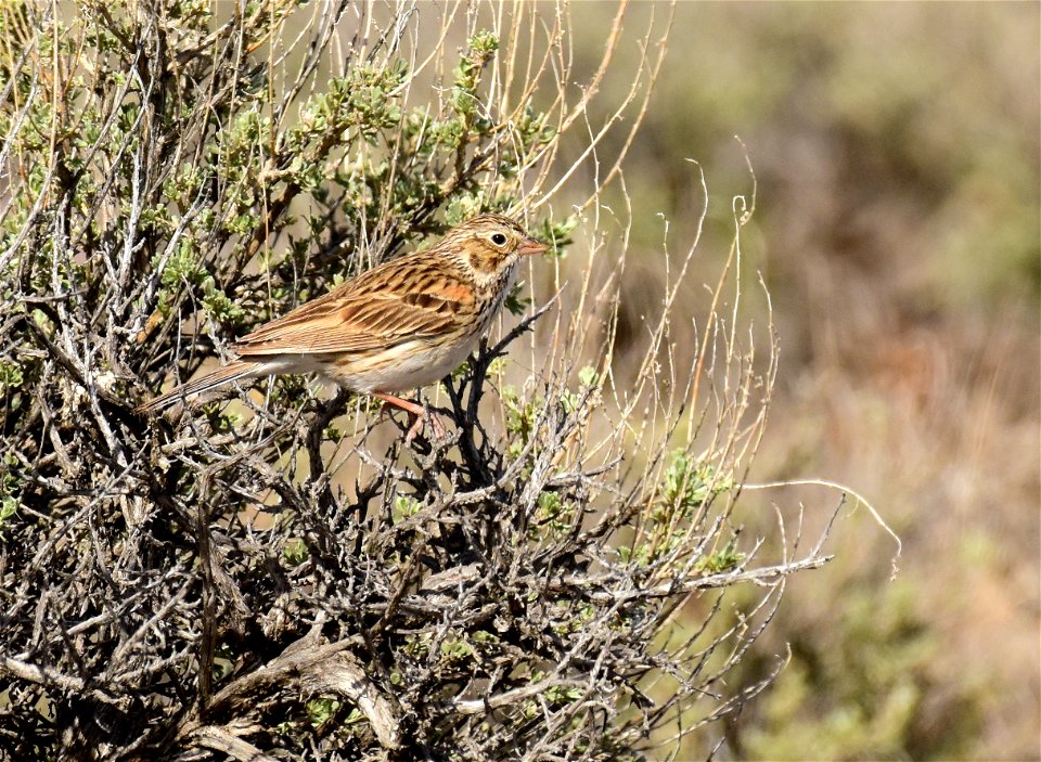 Vesper sparrow at Seedskadee National Wildlife Refuge