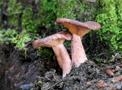 Lactarius photo