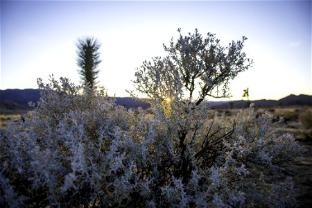Mojave cottonthorn (Tetradymia stenolepis) at sunset