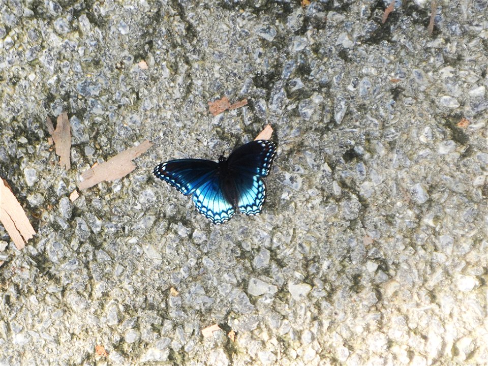 Red-spotted purple