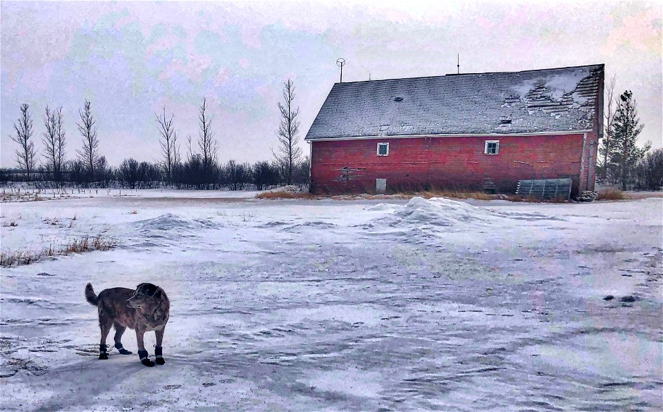 2023/365/54 Boots 'n Barn