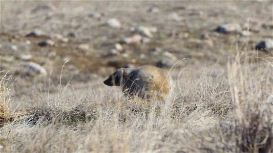 Badger on the National Elk Refuge photo