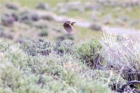 Western meadowlark (2)