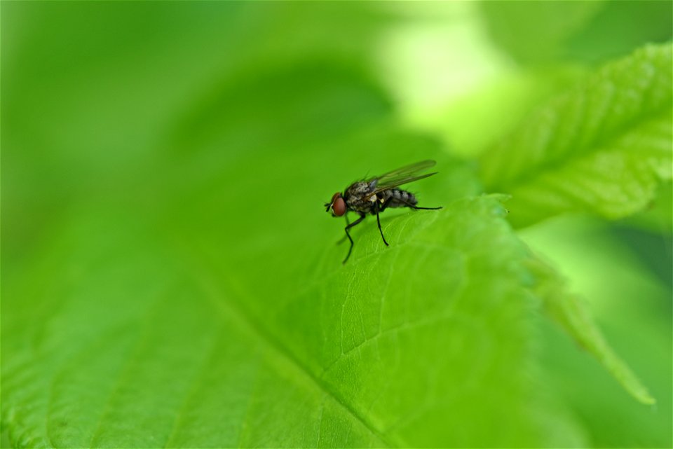 Fly resting on a leaf