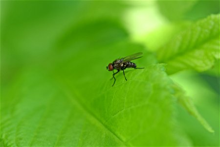 Fly resting on a leaf photo