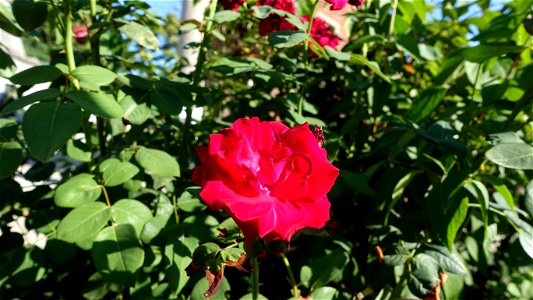 cimitir_SfVineri2021_0808_082315