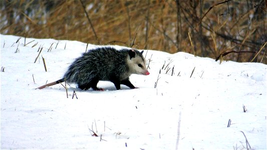 Opossum in the Snow photo