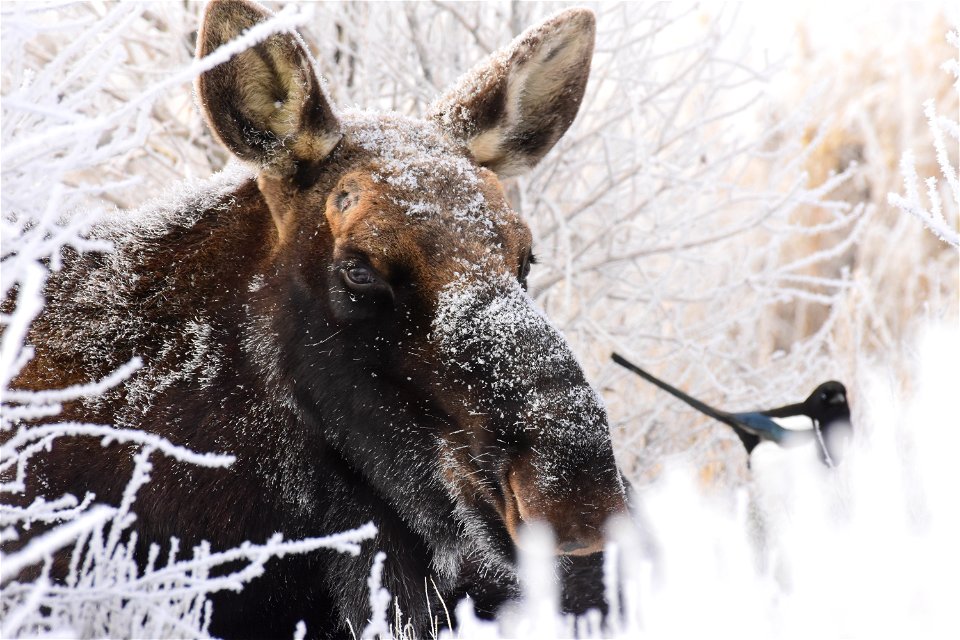 Moose at Seedskadee National Wildlife Refuge