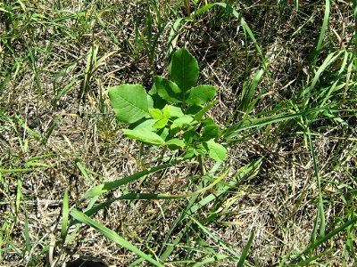 Seedling in July grazed paddock