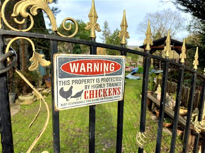 Beware of the CHICKENS!