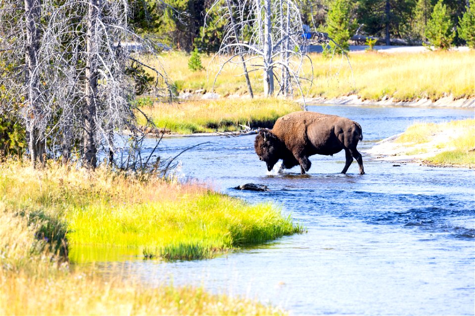 Bison crssing the Frehole River in Upper Geyser Basin
