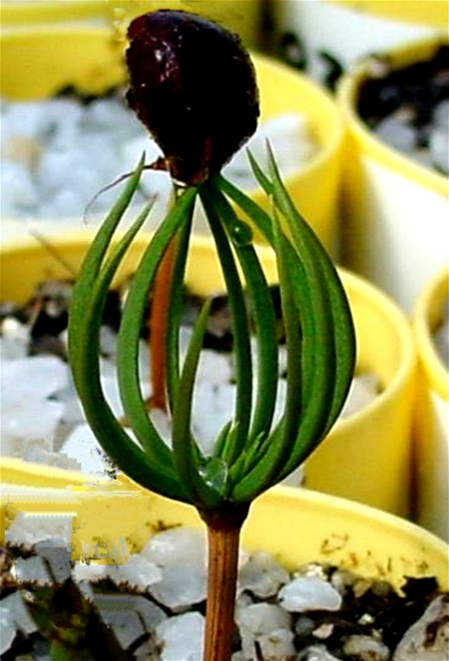 whitebark-pine-seedlingjpg_49385079838_o
