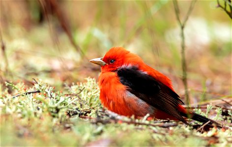Male Scarlett Tanager photo