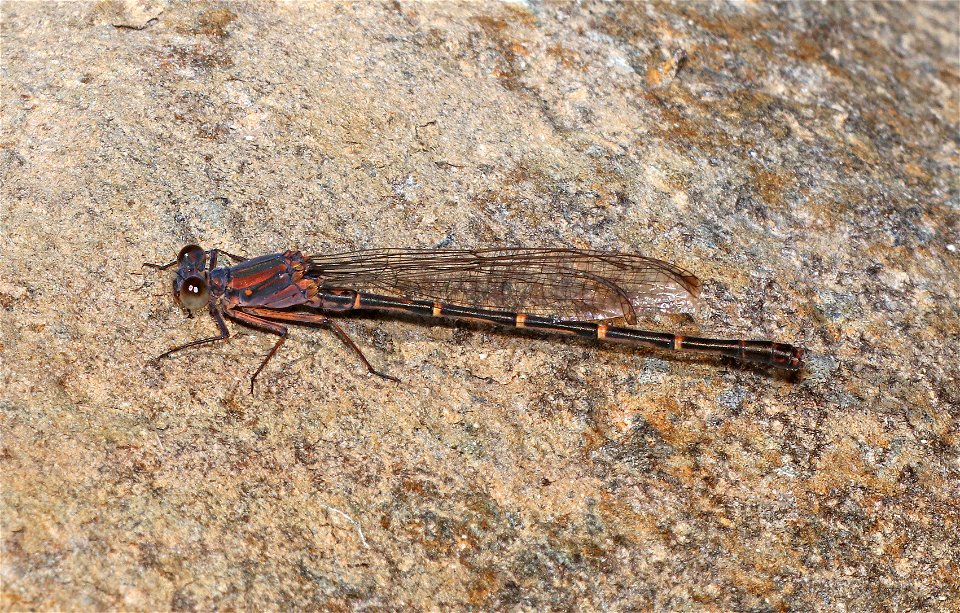 DANCER, SOOTY (Argia lugens) (6-9-2021) brown female, rough and ready blm area, josephine co, or -04