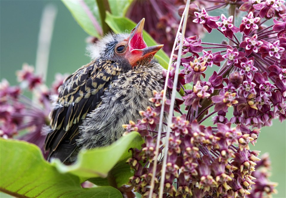 Fledgling red-winged blackbird on a common milkweed plant photo