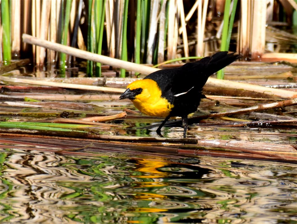 Yellow headed blackbird at Seedskadee National Wildlife Refuge