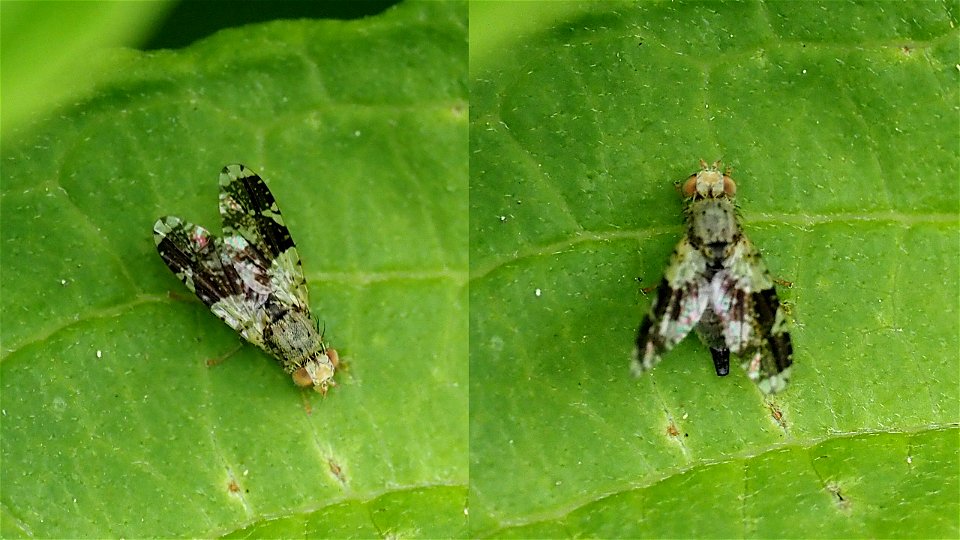 Tephritis formosa (Bohrfliegenart, Fam. Tephritidae)