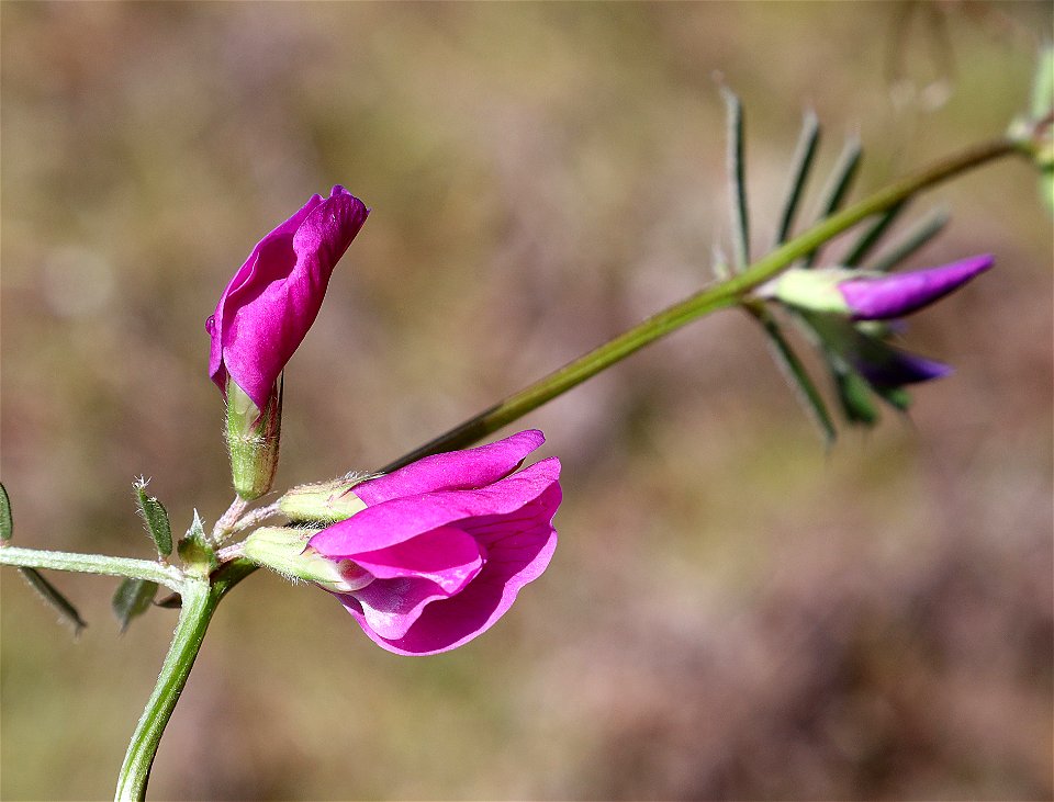 Vicia sativa (Common Vetch) (05-09-2022) south tolowa dunes area, del norte co, ca -01