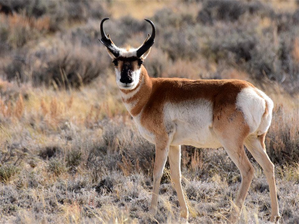 Pronghorn on Seedskadee National Wildlife Refuge