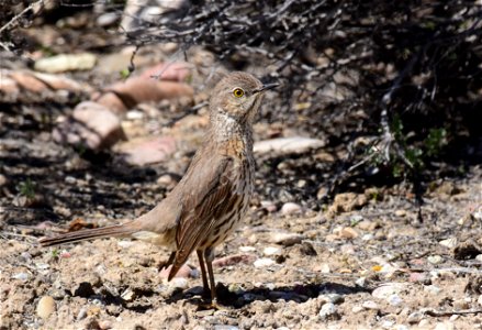 Sage thrasher at Seedskadee National Wildlife Refuge photo