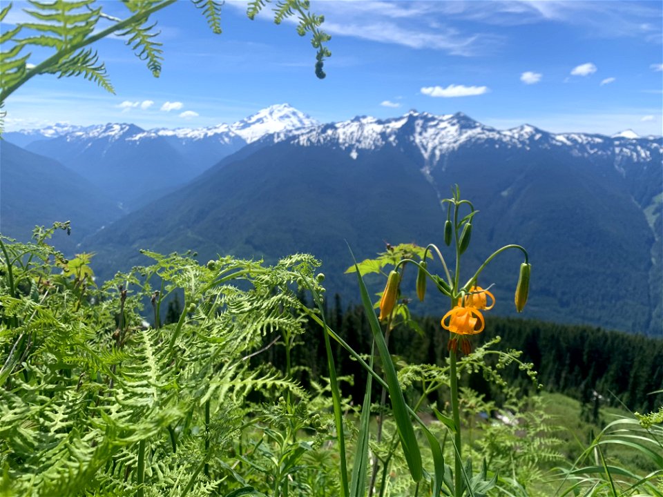 Green Mountain Trail, Mt. Baker-Snoqualmie National Forest. Photo By Sydney Corral June 28, 2021