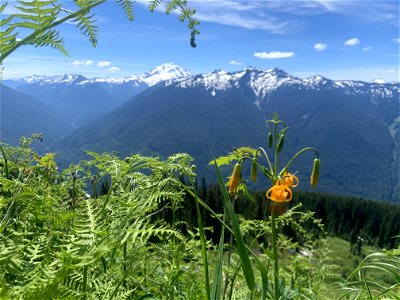 Green Mountain Trail, Mt. Baker-Snoqualmie National Forest. Photo By Sydney Corral June 28, 2021