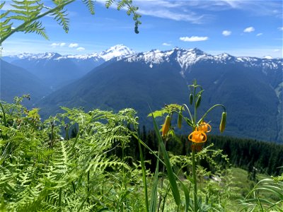 Green Mountain Trail, Mt. Baker-Snoqualmie National Forest. Photo By Sydney Corral June 28, 2021 photo