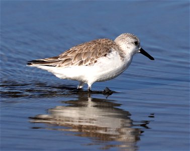 310 - SANDERLING (12-22-2021) south padre island, cameron co, tx -01 (1) photo