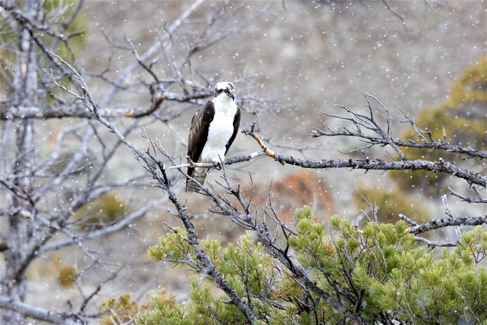Osprey perched on a branch above the Gardner River