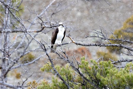 Osprey perched on a branch above the Gardner River photo