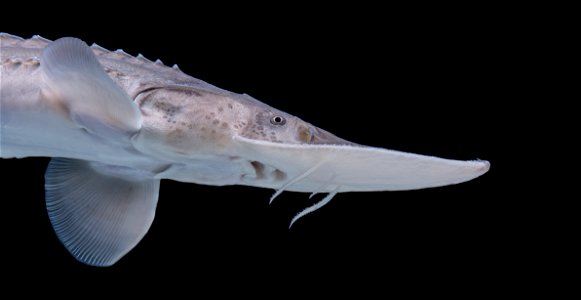 Pallid Sturgeon (Scaphirhynchus albus) photo