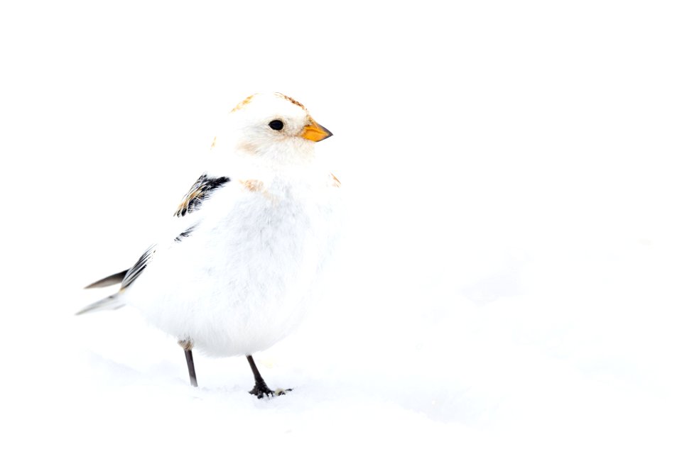 Snow bunting in the snow