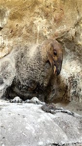 California condor chick in nest, at approximately 60-days old.