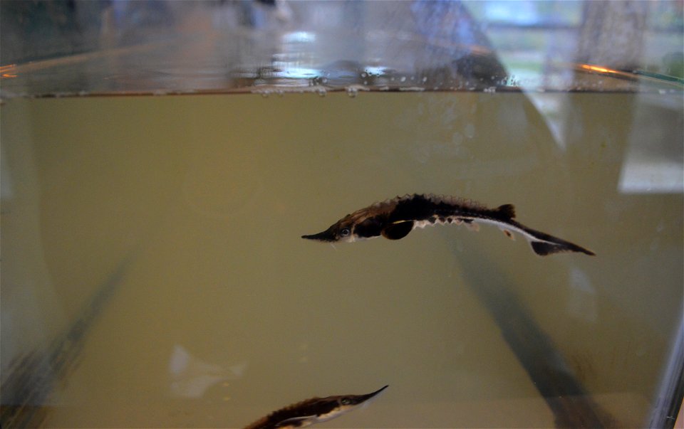 Swimming Sturgeon